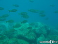 foto de buceo