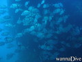 foto de buceo