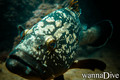 foto de buceo