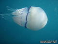 foto de buceo