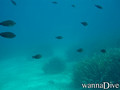 foto de buceo