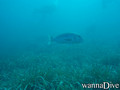 foto de buceo