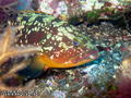 foto de buceo