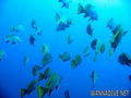 foto de buceo