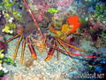 foto de buceo