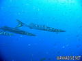 foto de buceo