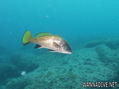 foto de buceo