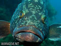 foto de buceo
