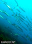 foto de buceo