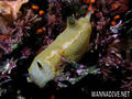 foto de buceo