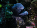 foto de buceo