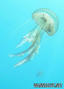 foto de buceo
