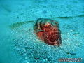 foto de buceo
