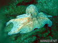 foto de buceo