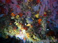 foto de buceo