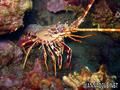 foto de buceo