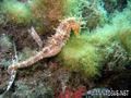 foto de buceo