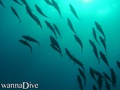 foto de buceo