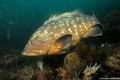 foto de buceo