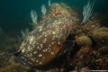 foto de buceo