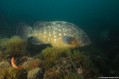 foto de buceo