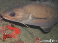 foto de buceo