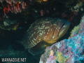 foto de buceo
