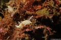 foto de buceo