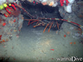 foto de buceo