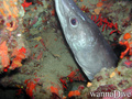 foto de buceo