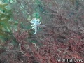 foto de buceo