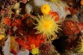 foto de buceo