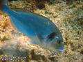 foto de buceo