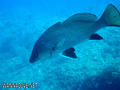 foto de buceo