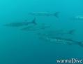 foto de buceo