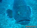 foto de buceo