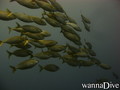 foto de buceo