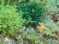 foto de buceo