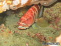 foto de buceo