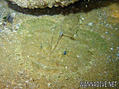 foto de buceo