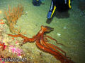 foto de buceo