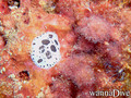 foto de buceo