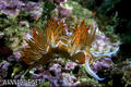 foto de buceo