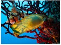 foto de buceo