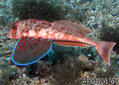 foto de buceo