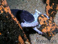 foto de buceo