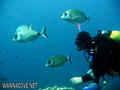 foto de buceo