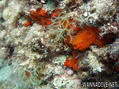 foto de buceo