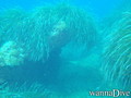 foto de buceo
