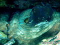 foto de buceo